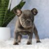 Image of Eden, a French Bulldog puppy