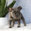 Image of Eden, a French Bulldog puppy
