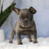Image of Eden, a French Bulldog puppy