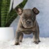 Image of Eden, a French Bulldog puppy