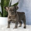 Image of Eden, a French Bulldog puppy
