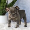 Image of Eden, a French Bulldog puppy