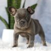 Image of Eden, a French Bulldog puppy