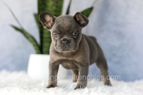Image of Eden, a French Bulldog puppy