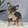 Image of Edgar, a French Bulldog puppy