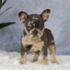 Image of Edgar, a French Bulldog puppy