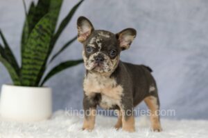 Image of Edgar, a French Bulldog puppy