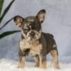 Image of Edgar, a French Bulldog puppy