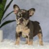 Image of Edgar, a French Bulldog puppy