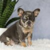 Image of Edgar, a French Bulldog puppy