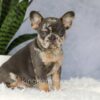 Image of Edgar, a French Bulldog puppy