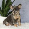 Image of Edgar, a French Bulldog puppy