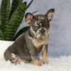 Image of Edgar, a French Bulldog puppy
