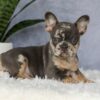 Image of Edgar, a French Bulldog puppy