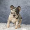 Image of Elsa, a French Bulldog puppy