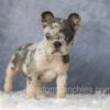 Image of Elsa, a French Bulldog puppy