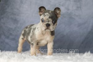 Image of Elsa, a French Bulldog puppy