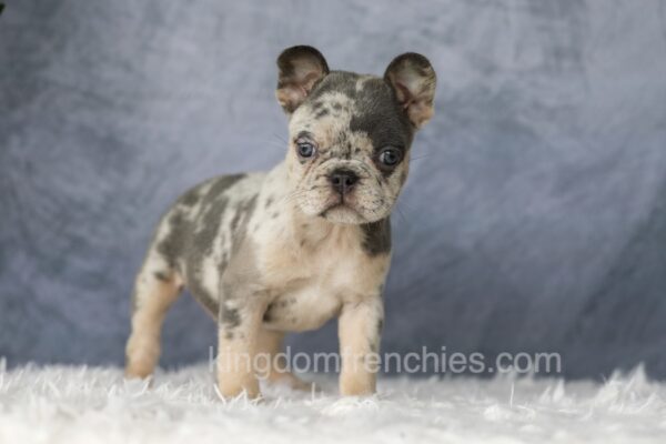 Image of Elsa, a French Bulldog puppy