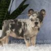 Image of Elsa, a French Bulldog puppy