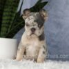 Image of Elsa, a French Bulldog puppy