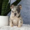Image of Elsa, a French Bulldog puppy