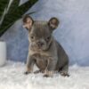 Image of Ember, a French Bulldog puppy