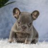 Image of Ember, a French Bulldog puppy
