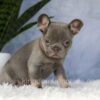 Image of Ember, a French Bulldog puppy
