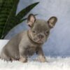 Image of Ember, a French Bulldog puppy