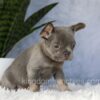 Image of Ember, a French Bulldog puppy