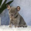 Image of Ember, a French Bulldog puppy