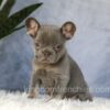Image of Ember, a French Bulldog puppy