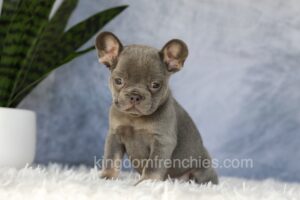 Image of Ember, a French Bulldog puppy