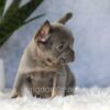 Image of Ember, a French Bulldog puppy