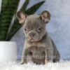 Image of Ember, a French Bulldog puppy