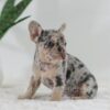 Image of Garth, a French Bulldog puppy