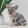 Image of Garth, a French Bulldog puppy