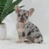 Image of Garth, a French Bulldog puppy