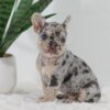 Image of Garth, a French Bulldog puppy