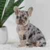 Image of Garth, a French Bulldog puppy
