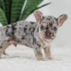 Image of Garth, a French Bulldog puppy