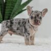Image of Garth, a French Bulldog puppy