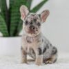 Image of Garth, a French Bulldog puppy