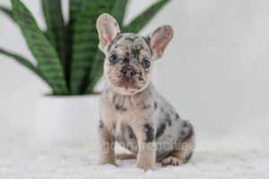 Image of Garth, a French Bulldog puppy