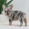 Image of Garth, a French Bulldog puppy