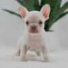 Image of Grace, a French Bulldog puppy