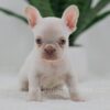 Image of Grace, a French Bulldog puppy