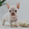 Image of Grace, a French Bulldog puppy