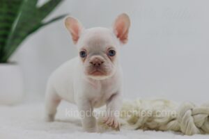 Image of Grace, a French Bulldog puppy