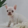 Image of Grace, a French Bulldog puppy
